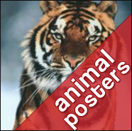 Animals and Wildlife Posters